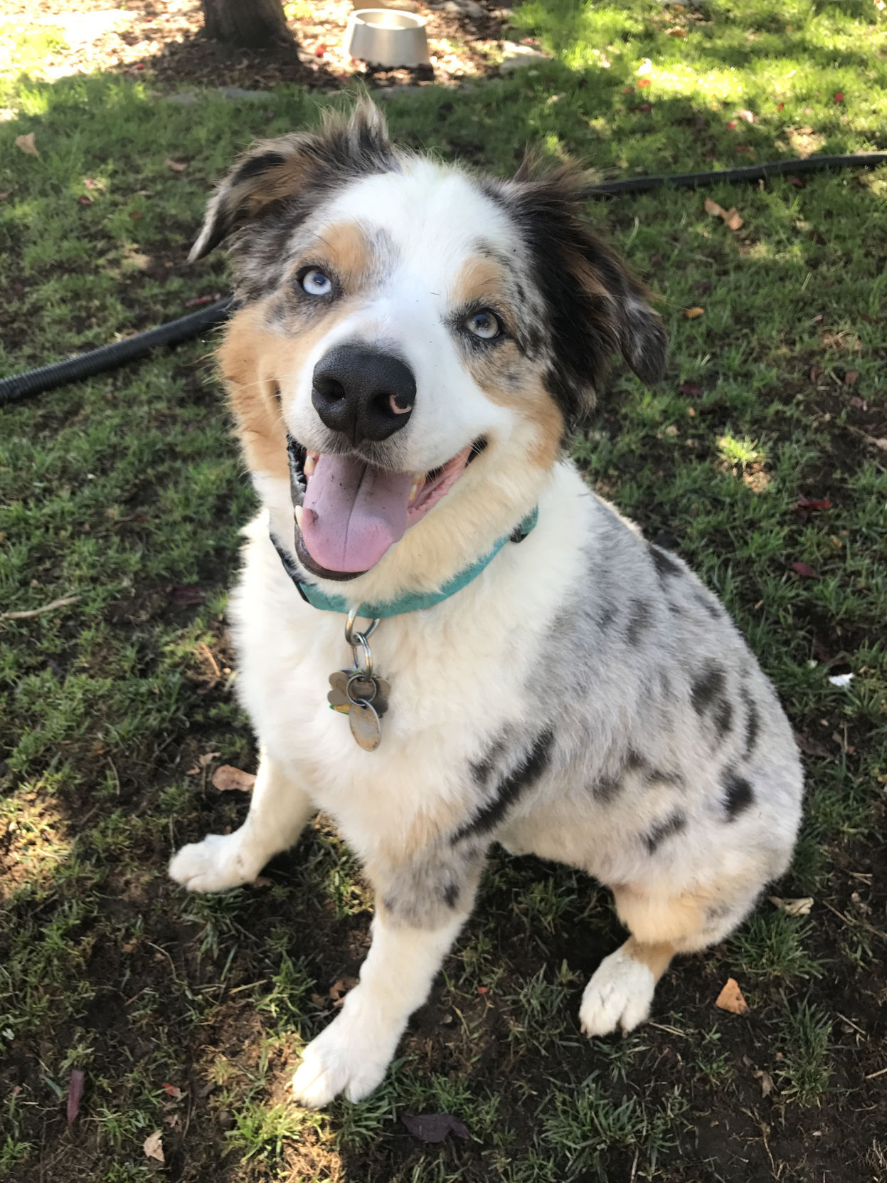 Pic of the Litter: Roscoe